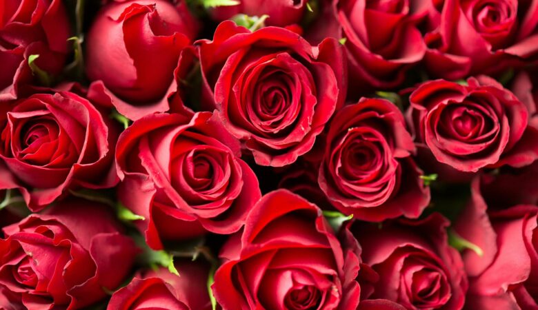 red roses close up photography